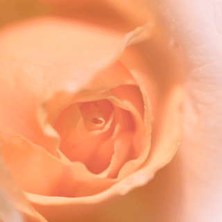 The Masculine Heart Force