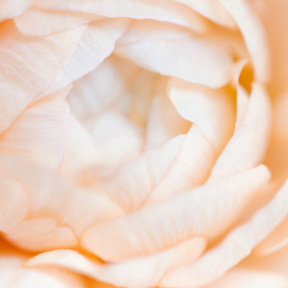 The First Pilgrimage