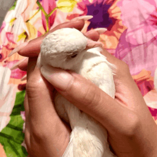 A Week in the Life of an Intercessory Priestess