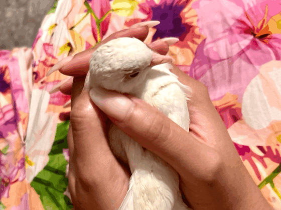 The Second Pilgrimage