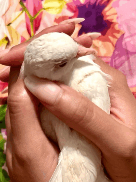 The Second Pilgrimage