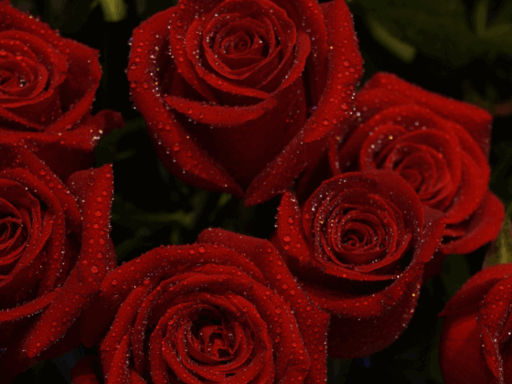 The Principle of Feminine Openness in Love and Union